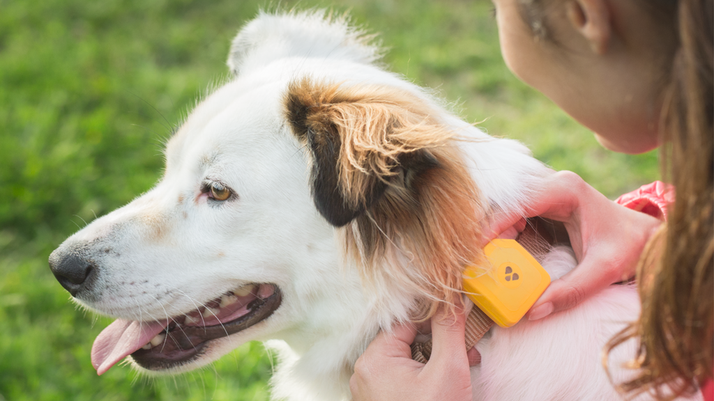 Dog and Child with Pet Tracking Device